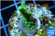 Acropora green purple yellow polyps Fijii 2-3 cm WYSIWYG acclimaté