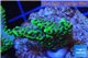 Montipora green & purple polyps 2-4 cm WYSIWYG acclimaté