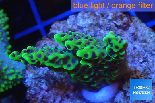 Montipora green & purple polyps 2-4 cm WYSIWYG acclimaté