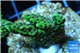 Montipora green & purple polyps 2-4 cm WYSIWYG acclimaté