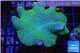 Sarcophyton full neon green polys Australia 8-14 cm WYSIWYG acclimaté