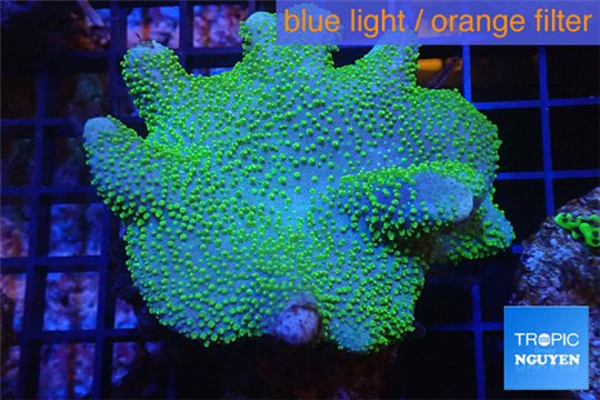 Sarcophyton full neon green polys Australia 8-14 cm WYSIWYG acclimaté