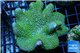 Sarcophyton full neon green polys Australia 8-14 cm WYSIWYG acclimaté