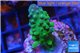 Acropora humilis green purple Fijii 2-4 cm WYSIWYG acclimaté