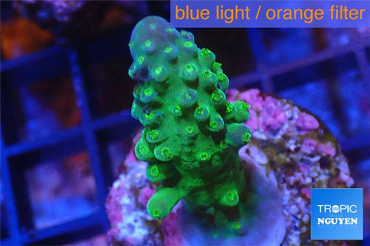 Acropora humilis green purple Fijii 2-4 cm WYSIWYG acclimaté
