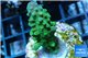 Acropora humilis green purple Fijii 2-4 cm WYSIWYG acclimaté