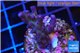 Acropora pink purple table Fijii 2-4 cm WYSIWYG acclimaté