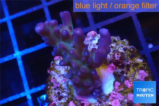 Acropora pink purple table Fijii 2-4 cm WYSIWYG acclimaté