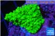 Acropora full neon green 2-3 cm WYSIWYG acclimaté