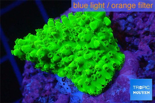 Acropora full neon green 2-3 cm WYSIWYG acclimaté