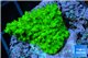 Acropora full neon green 2-3 cm WYSIWYG acclimaté