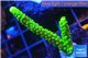 Acropora full neon green 3-4 cm WYSIWYG acclimaté