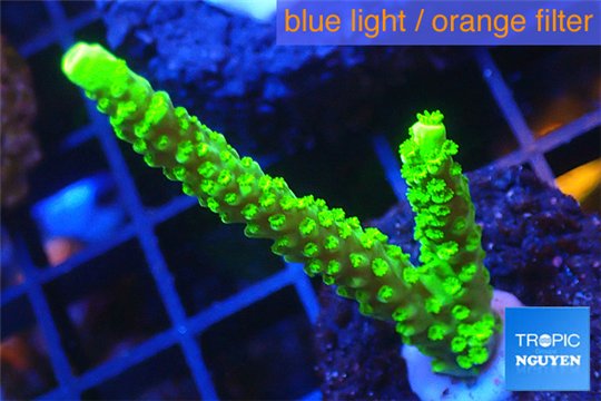 Acropora full neon green 3-4 cm WYSIWYG acclimaté
