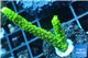 Acropora full neon green 3-4 cm WYSIWYG acclimaté