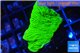 Montipora green cap 2-4 cm WYSIWYG acclimaté
