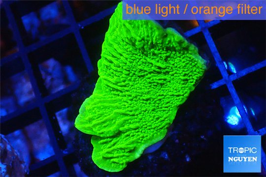 Montipora green cap 2-4 cm WYSIWYG acclimaté