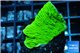 Montipora green cap 2-4 cm WYSIWYG acclimaté
