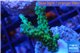 Acropora green purple tip 3-4 cm WYSIWYG acclimaté