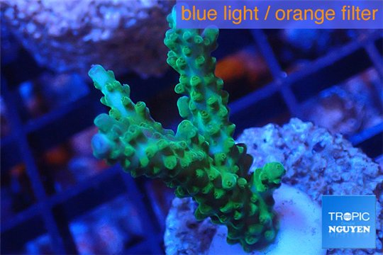 Acropora green purple tip 3-4 cm WYSIWYG acclimaté