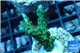 Acropora green purple tip 3-4 cm WYSIWYG acclimaté