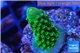Acropora humilis green purple Fijii 1-3 cm WYSIWYG acclimaté