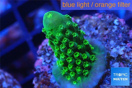 Acropora humilis green purple Fijii 1-3 cm WYSIWYG acclimaté