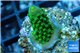 Acropora humilis green purple Fijii 1-3 cm WYSIWYG acclimaté