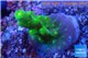 Acropora green purple yellow polyps Fijii 1-2 cm WYSIWYG acclimaté