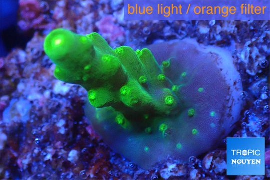 Acropora green purple yellow polyps Fijii 1-2 cm WYSIWYG acclimaté