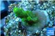 Acropora green purple yellow polyps Fijii 1-2 cm WYSIWYG acclimaté