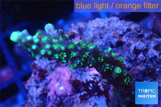 Acropora joker 2-3 cm WYSIWYG acclimaté