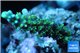 Acropora joker 2-3 cm WYSIWYG acclimaté