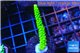 Acropora full neon green 3-4 cm WYSIWYG acclimaté