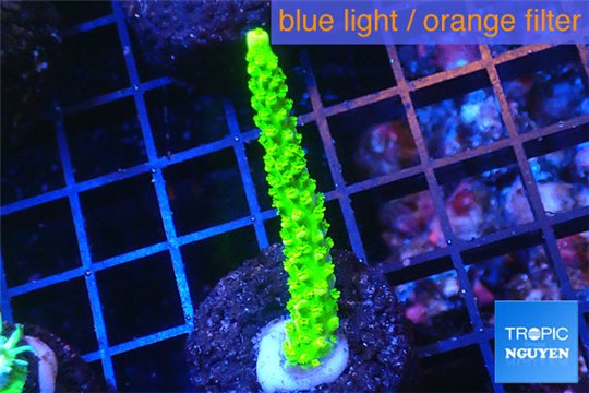 Acropora full neon green 3-4 cm WYSIWYG acclimaté
