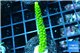 Acropora full neon green 3-4 cm WYSIWYG acclimaté