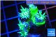 Duncanopsammia green 4-5 polyps WYSIWYG acclimaté