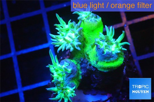 Duncanopsammia green 4-5 polyps WYSIWYG acclimaté
