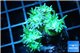 Duncanopsammia green 4-5 polyps WYSIWYG acclimaté
