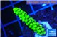 Acropora full neon green 2-4 cm WYSIWYG acclimaté