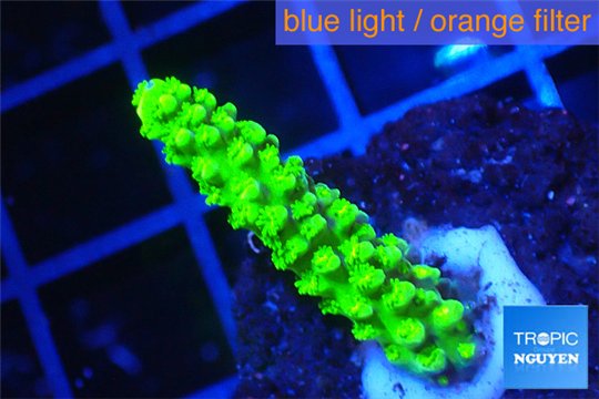 Acropora full neon green 2-4 cm WYSIWYG acclimaté