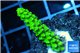 Acropora full neon green 2-4 cm WYSIWYG acclimaté
