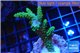 Acropora green purple tip 3-4 cm WYSIWYG acclimaté