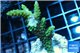 Acropora green purple tip 3-4 cm WYSIWYG acclimaté