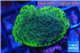 Montipora green & purple polyps Fijii 2-3 cm WYSIWYG acclimaté