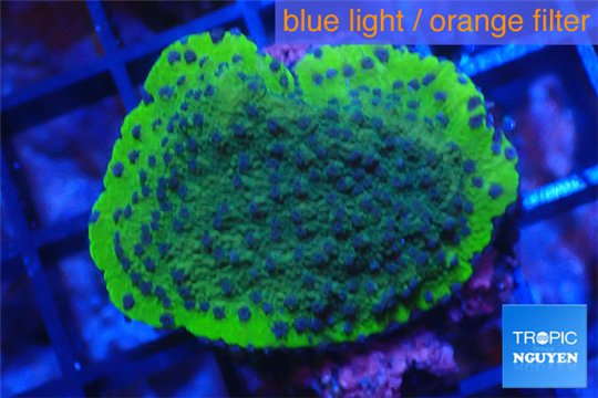 Montipora green & purple polyps Fijii 2-3 cm WYSIWYG acclimaté