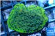 Montipora green & purple polyps Fijii 2-3 cm WYSIWYG acclimaté