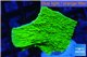 Montipora green cap 2-4 cm WYSIWYG acclimaté