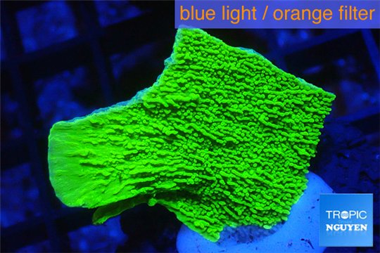 Montipora green cap 2-4 cm WYSIWYG acclimaté