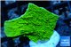 Montipora green cap 2-4 cm WYSIWYG acclimaté