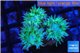 Duncanopsammia green 3 polyps WYSIWYG acclimaté